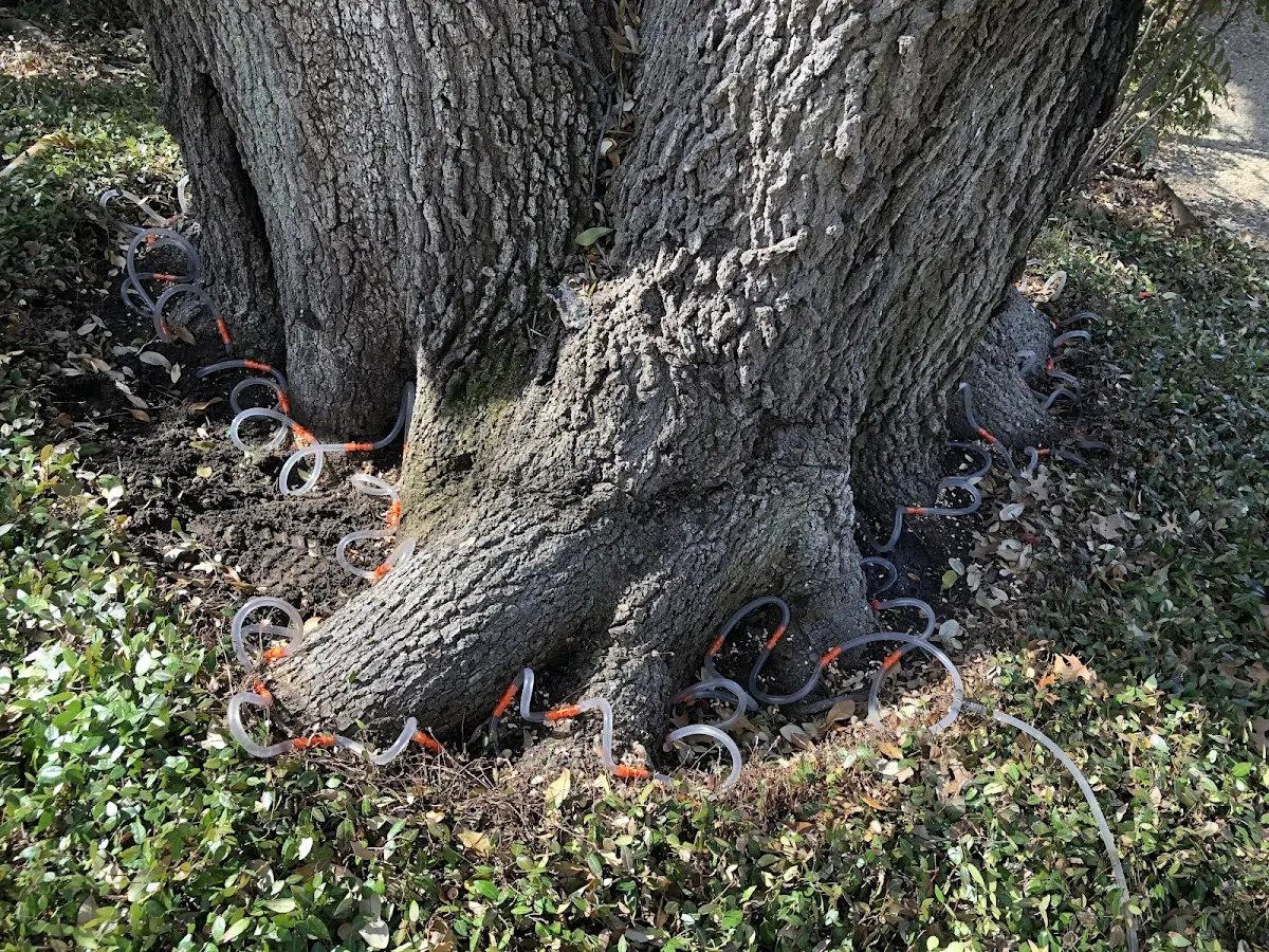 Detailed Tree Cabling and Bracing job site in Fayetteville