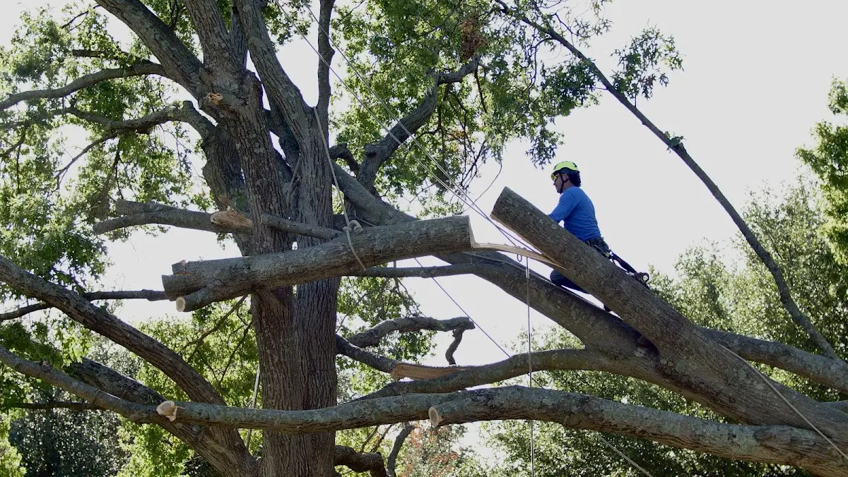 Professional Hazardous Tree Removal performed by certified arborists in Fayetteville