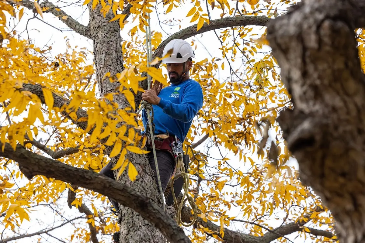 Skilled Tree Planting crew working in Fayetteville